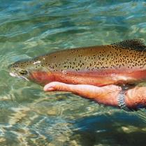 Back Country Trout